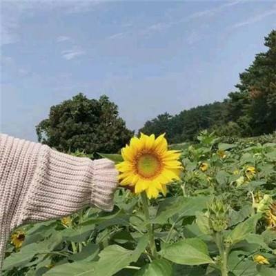 独立日复活战斗英雄无限金币破解版下载